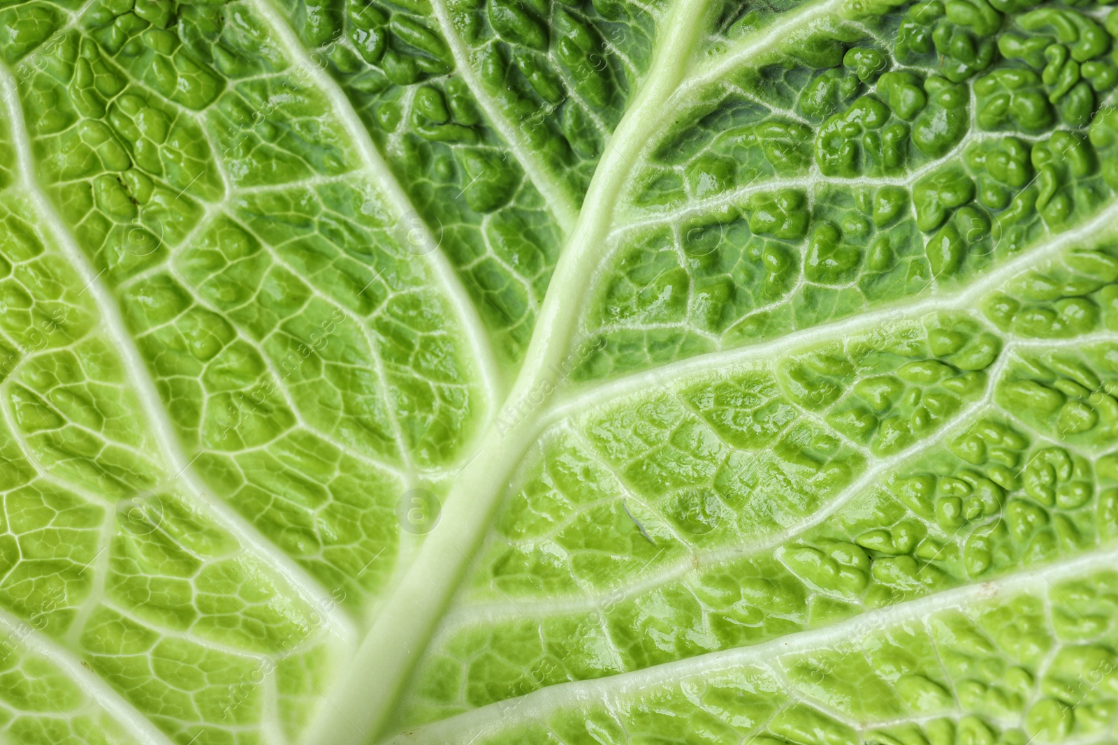 Photo of Savoy cabbage leaf as background, closeup view