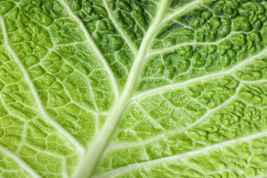 Savoy cabbage leaf as background, closeup view