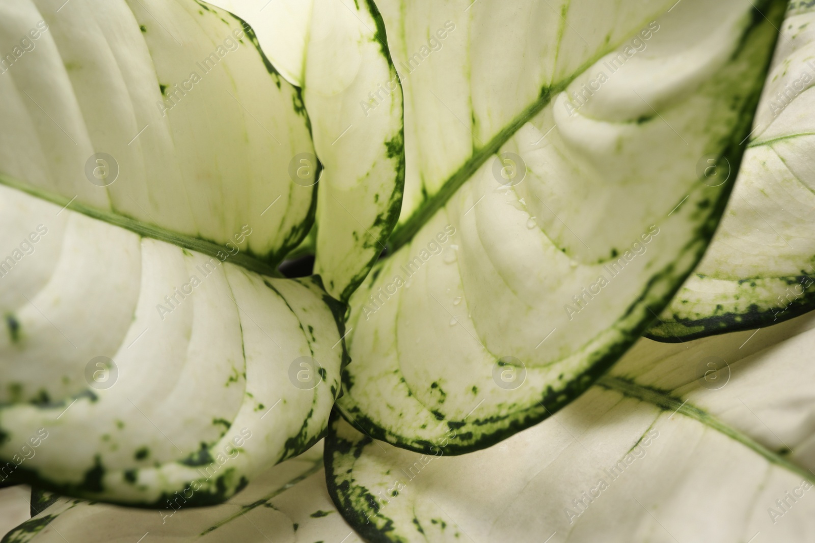 Photo of Dieffenbachia with lush leaves, closeup. Tropical plant