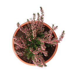 Photo of Beautiful heather in flowerpot isolated on white, top view