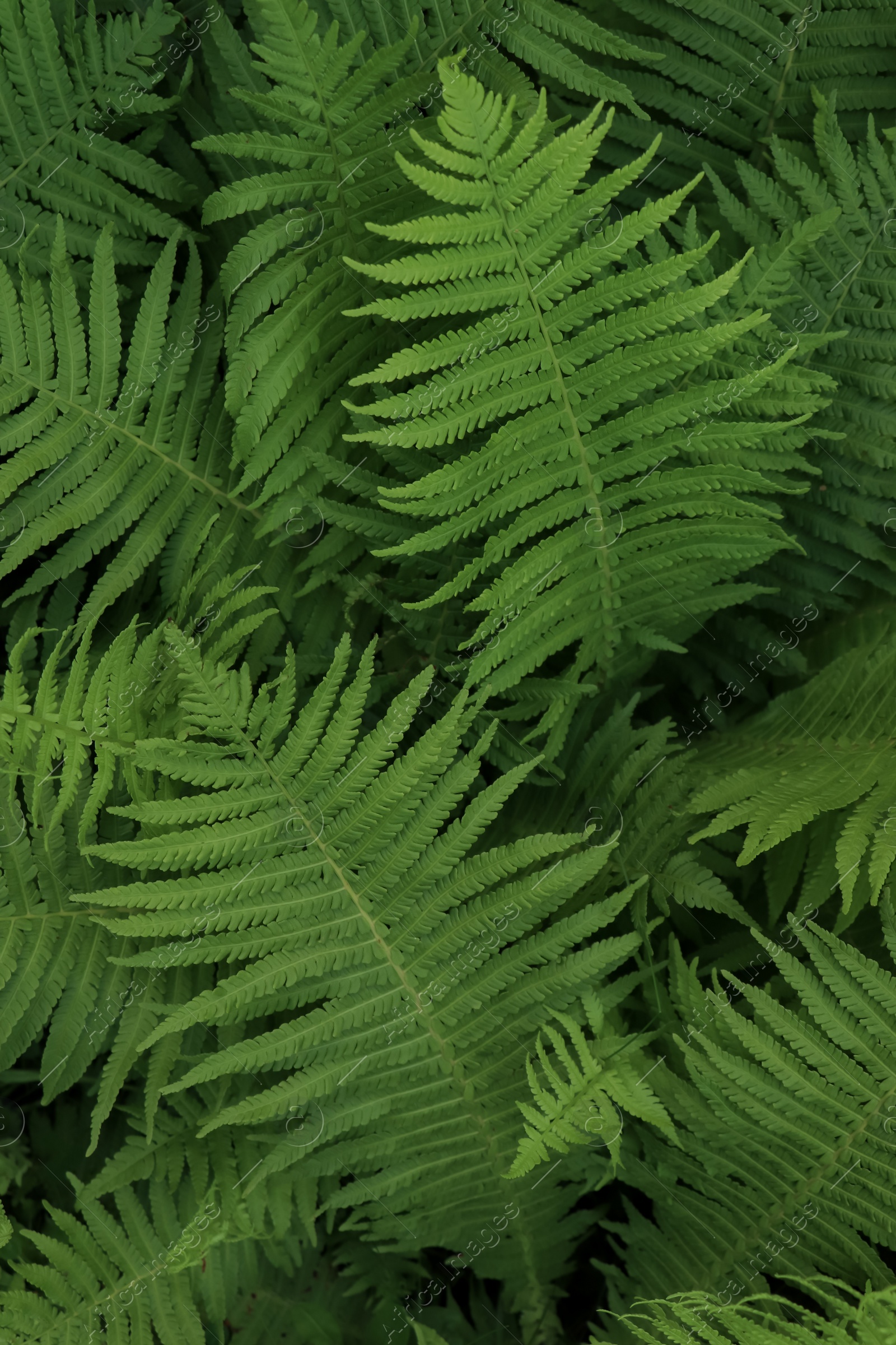 Photo of Beautiful fern with lush green leaves growing outdoors