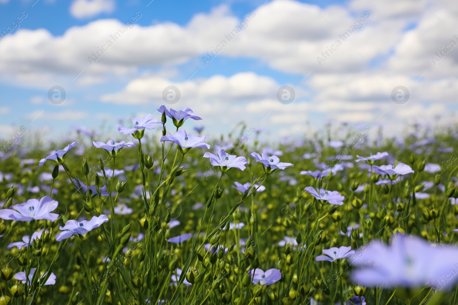 Photo of Beautiful view of blooming flax field on summer day