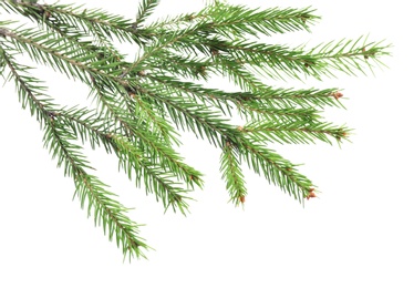 Photo of Branches of fir tree on white background