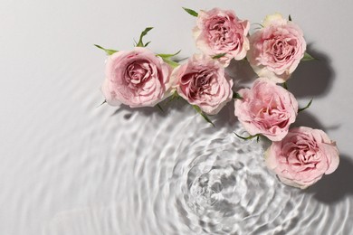 Beautiful roses in water on white background, top view. Space for text