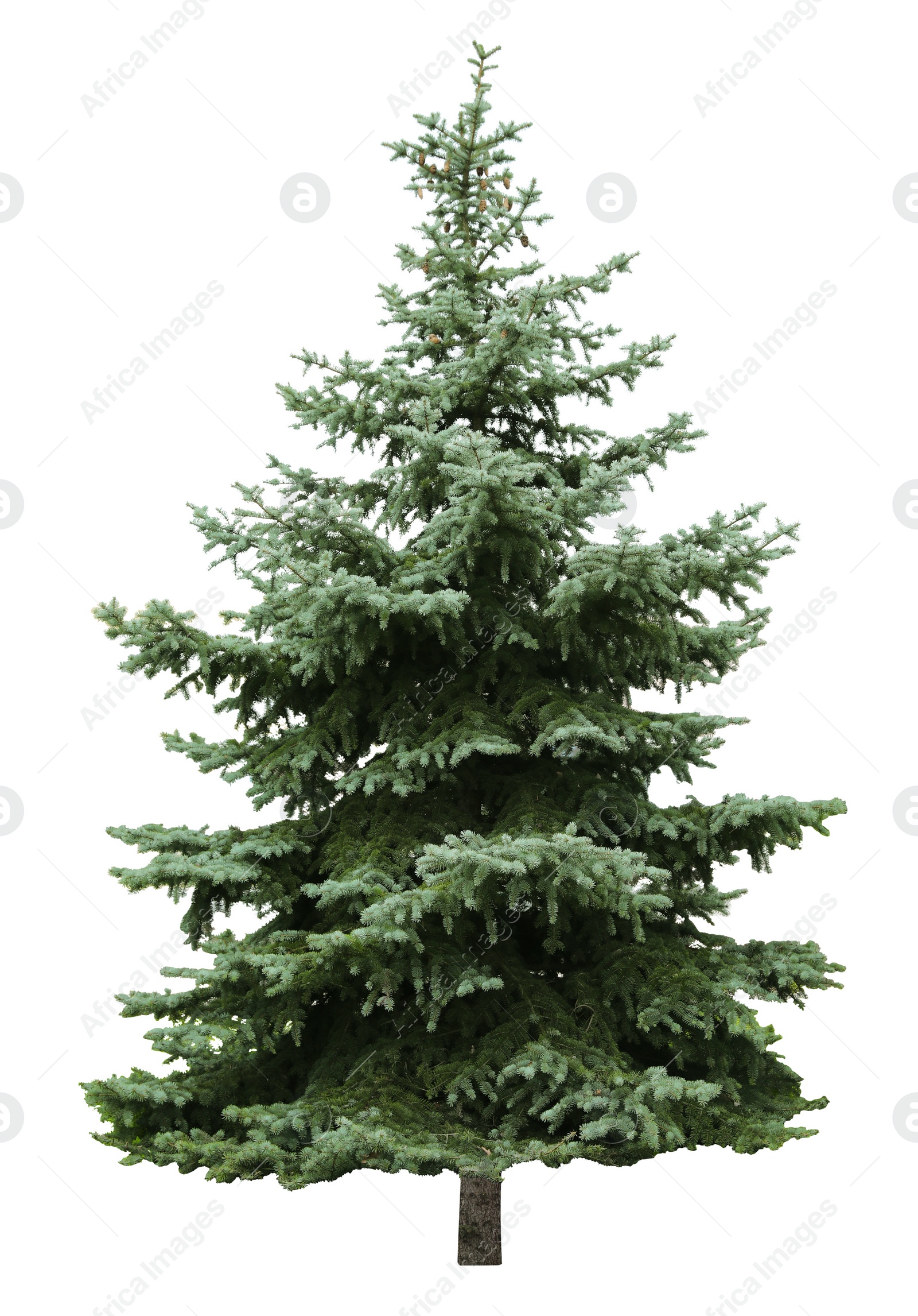 Image of Beautiful evergreen fir tree on white background