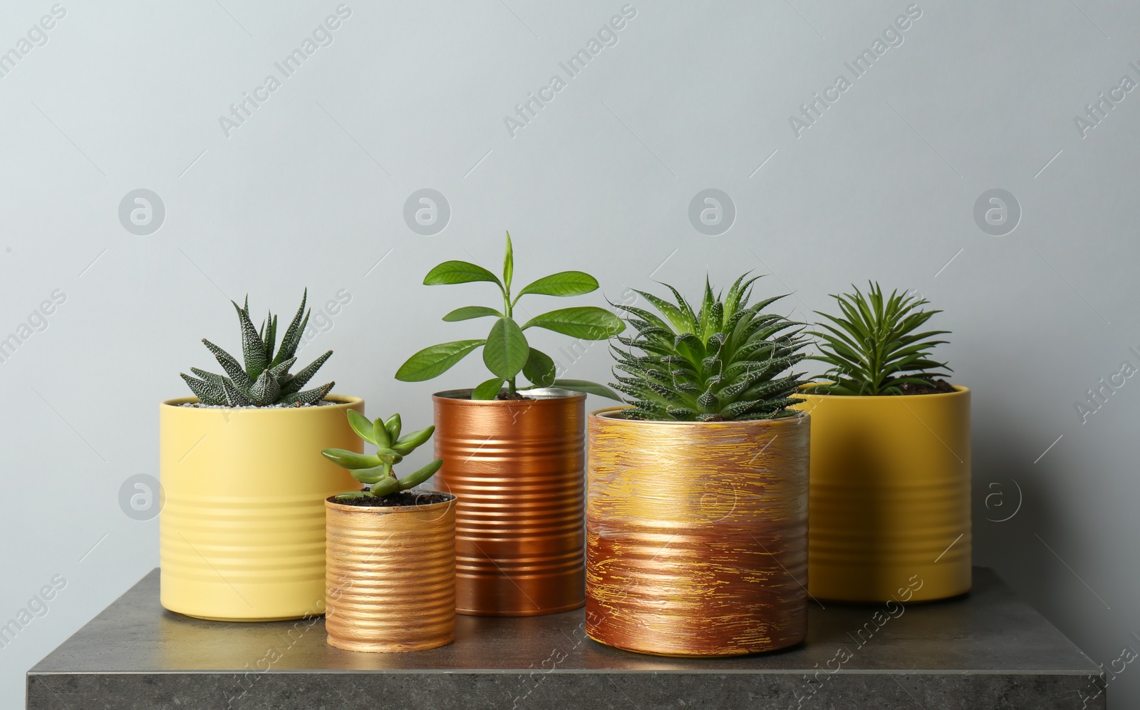 Photo of Beautiful houseplants in tin cans on grey stone table