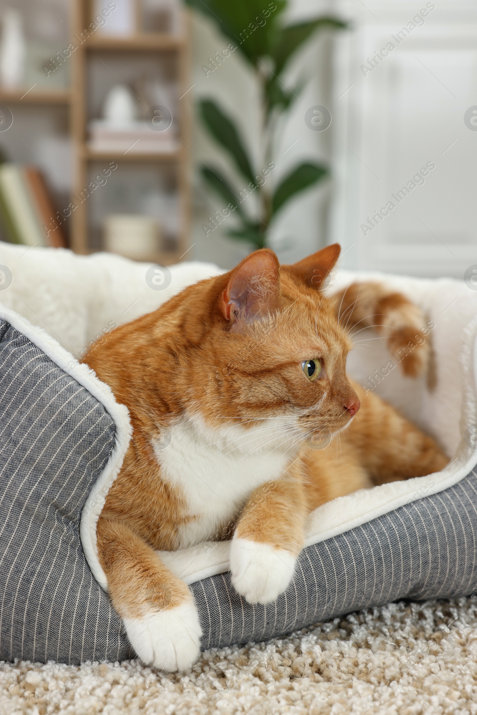 Photo of Cute ginger cat lying on pet bed at home