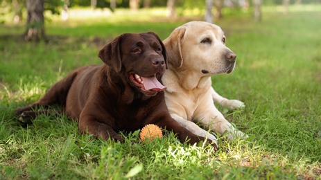 Cute Labrador Retriever dogs with toy ball on grass in summer park