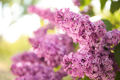 Photo of Closeup view of beautiful blossoming lilac shrub outdoors