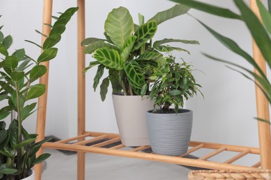 Photo of Beautiful houseplants on wooden shelf in room
