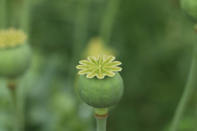 Green poppy head growing in field, closeup