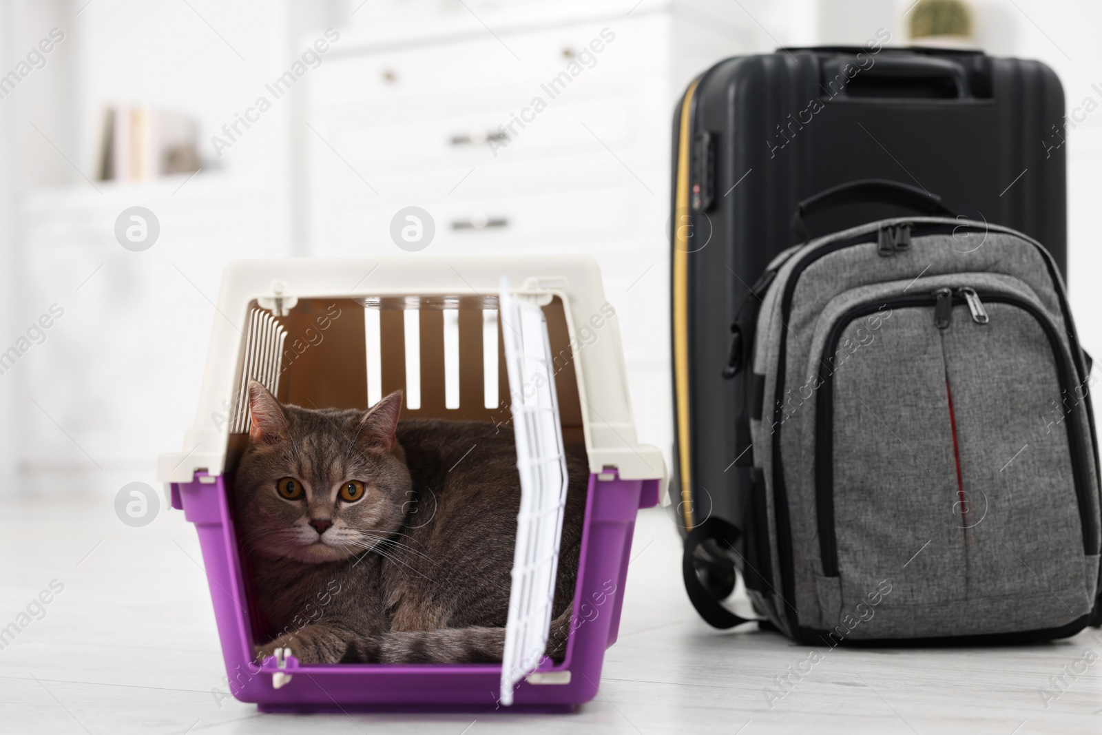 Photo of Travel with pet. Cute cat in carrier, backpack and suitcase at home