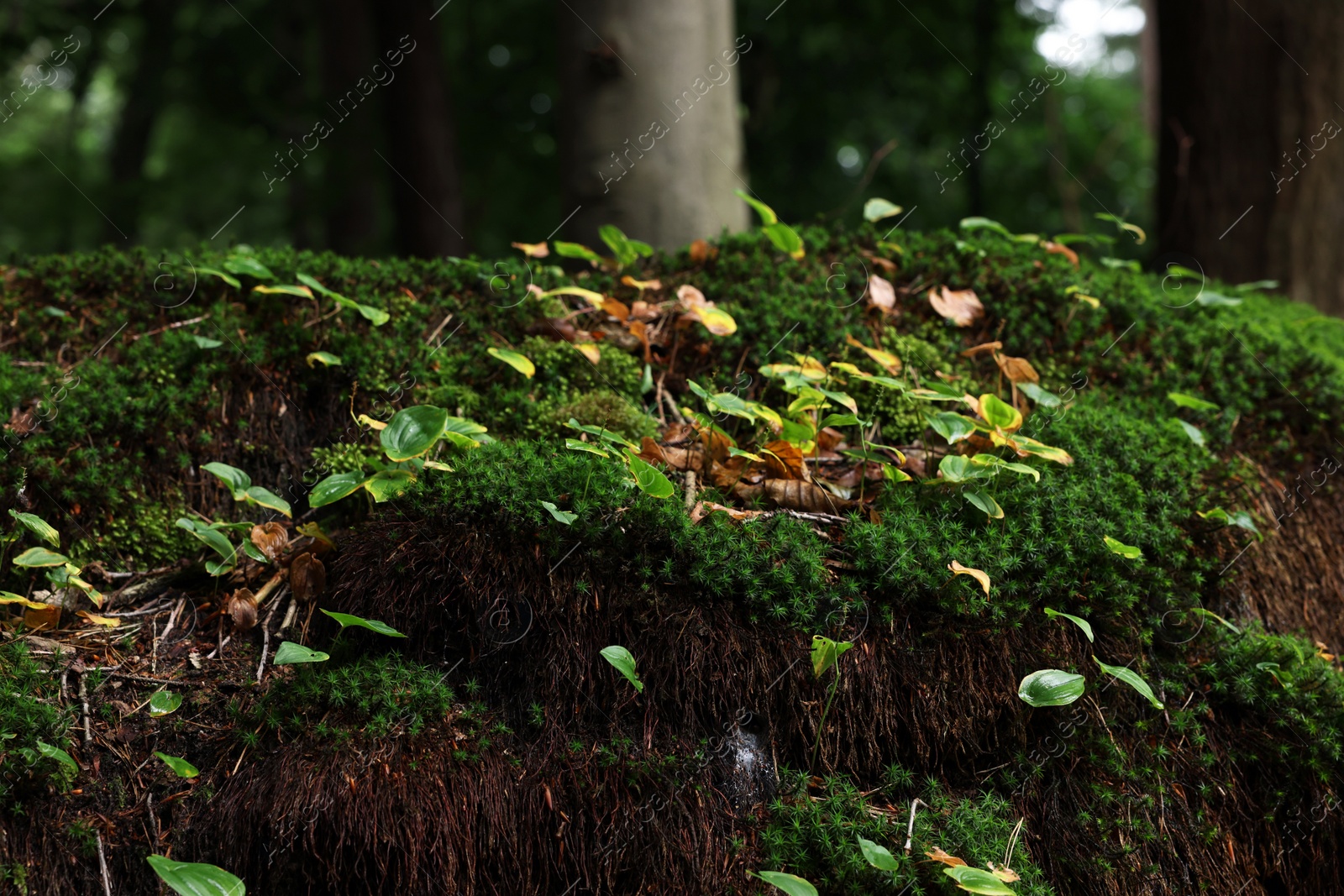 Photo of Beautiful green moss and wild plants growing in forest