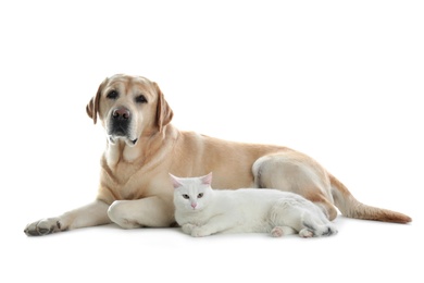 Photo of Adorable dog and cat together looking into camera on white background. Friends forever