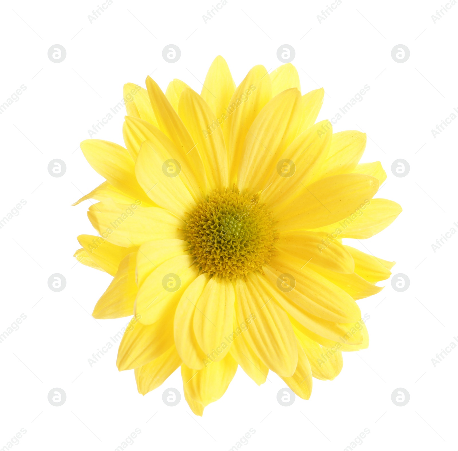 Photo of Beautiful and delicate chamomile flower on white background