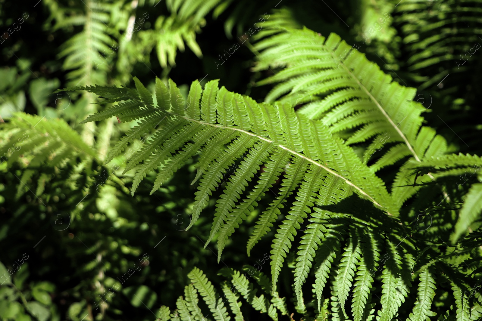 Photo of Beautiful fern with lush green leaves growing outdoors, closeup