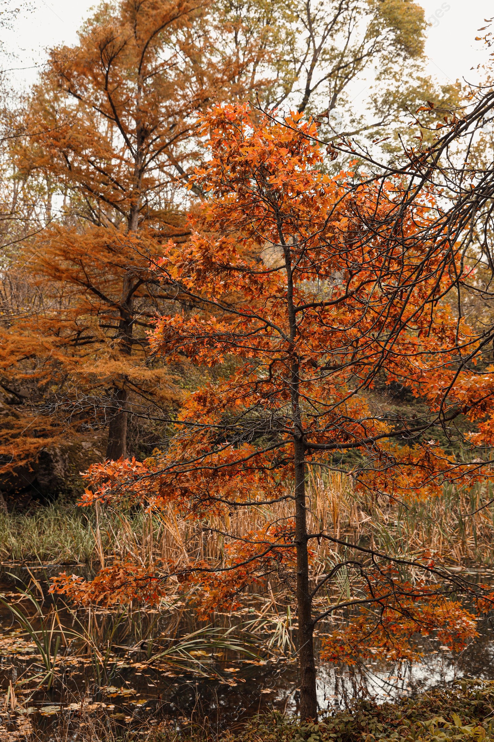 Photo of Beautiful view of tree in forest on autumn day