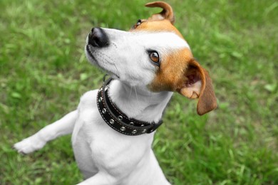 Beautiful Jack Russell Terrier in black leather dog collar outdoors