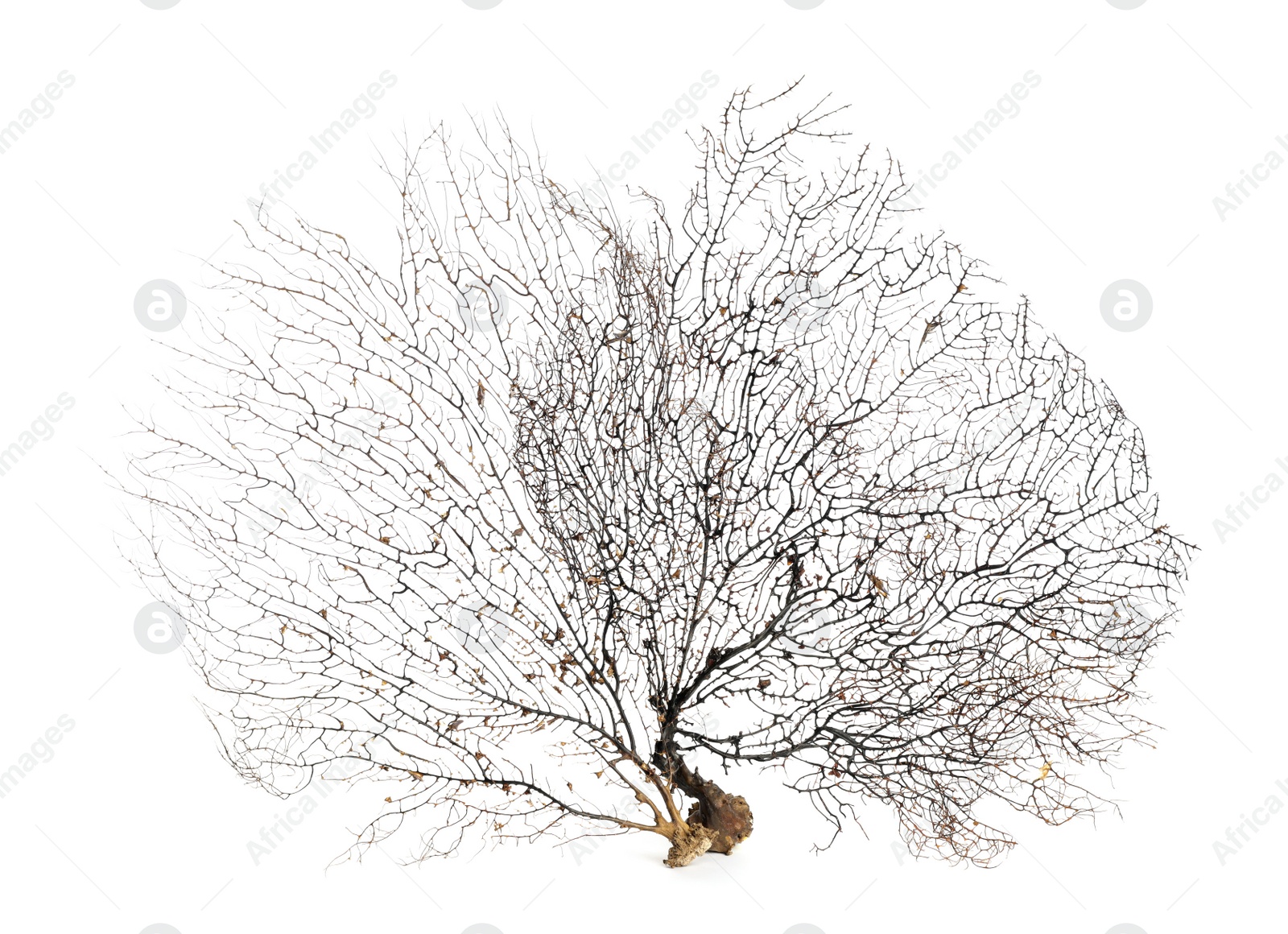 Photo of Beautiful exotic branching corals on white background