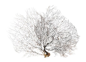 Photo of Beautiful exotic branching corals on white background