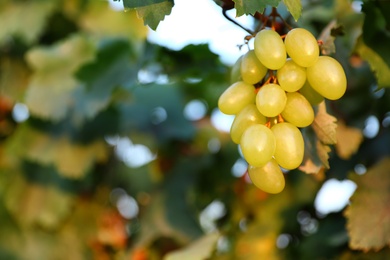 Fresh ripe juicy grapes growing in vineyard