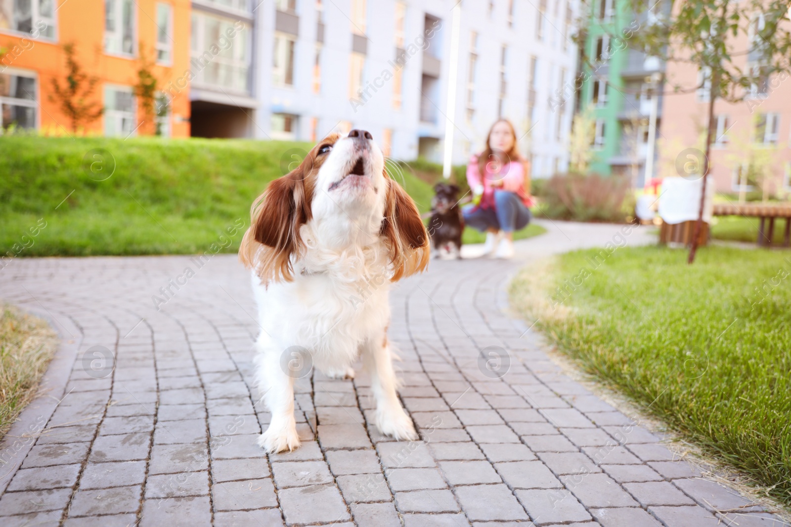 Photo of Adorable Cavalier King Charles Spaniel dog outdoors