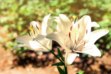 Photo of Beautiful blooming lily flowers in garden, closeup