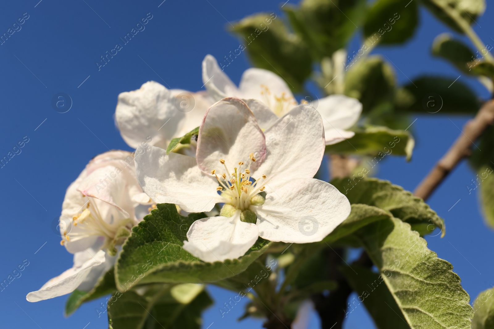 Photo of Apple tree with beautiful blossoms against blue sky, closeup. Spring season