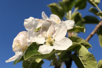 Photo of Apple tree with beautiful blossoms against blue sky, closeup. Spring season