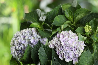 Photo of Beautiful hortensia plant with light flowers outdoors, closeup