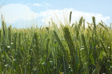 Closeup view of agricultural field with ripening wheat crop