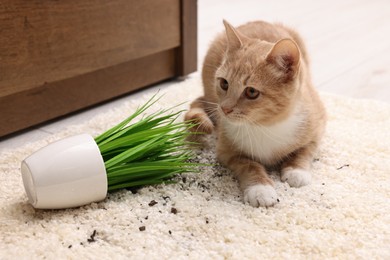 Photo of Cute ginger cat near overturned houseplant on carpet at home