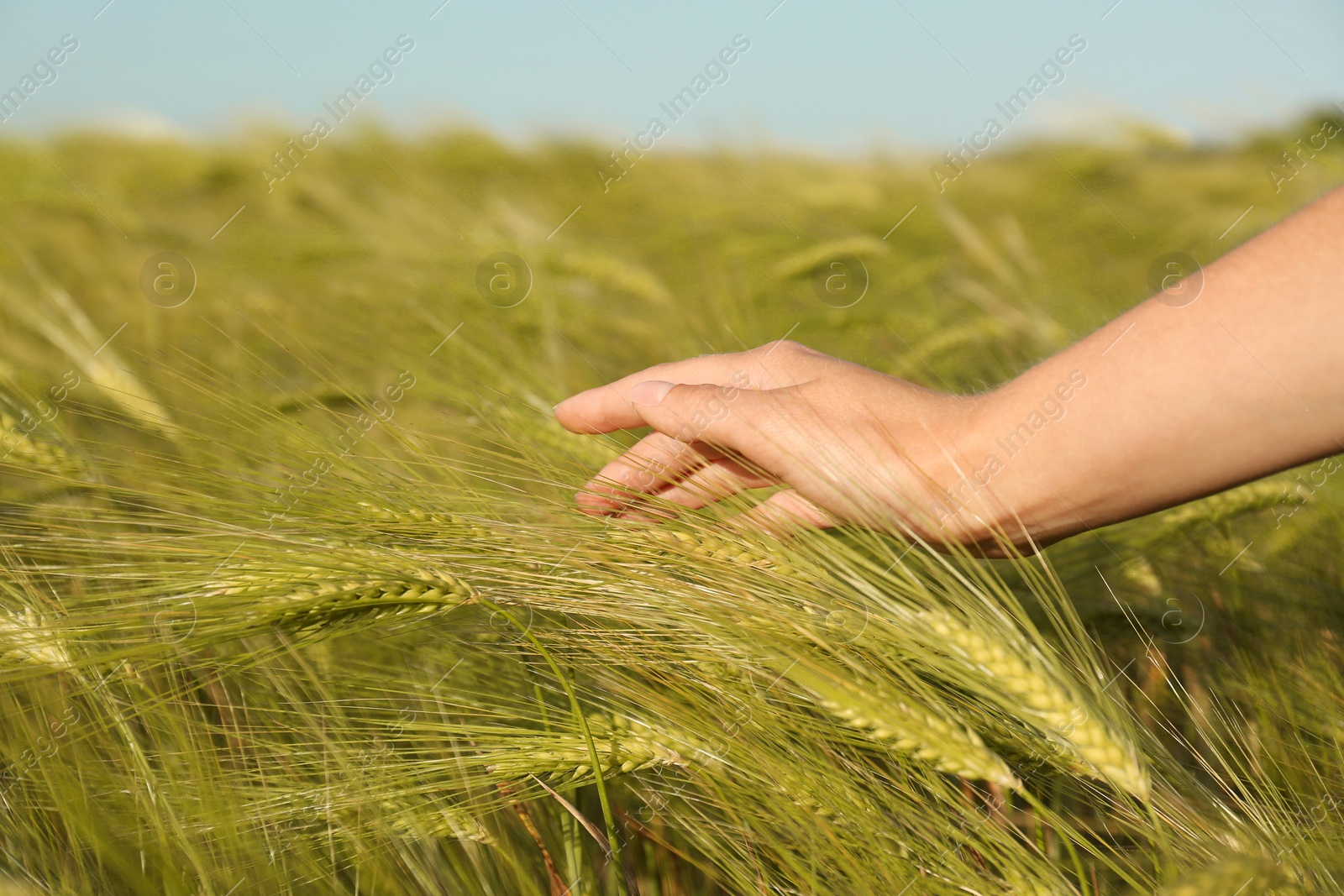 Photo of Woman in wheat field on sunny summer day, closeup on hand. Amazing nature