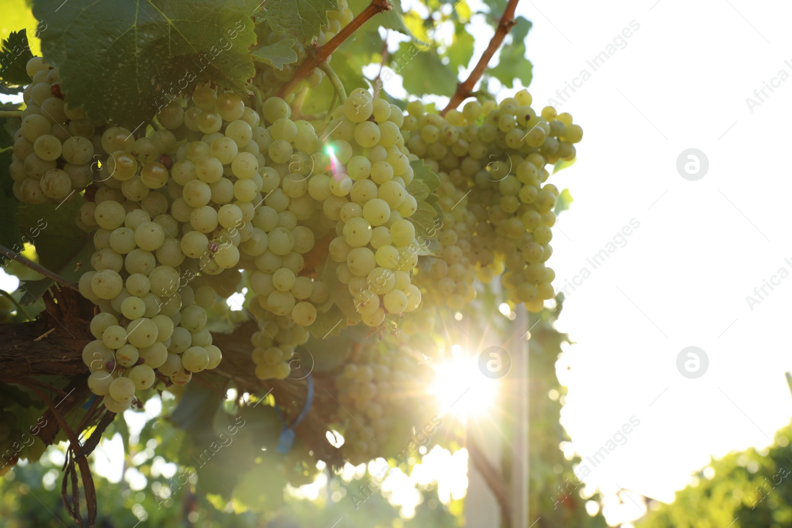 Photo of Delicious ripe grapes in vineyard. Harvest season