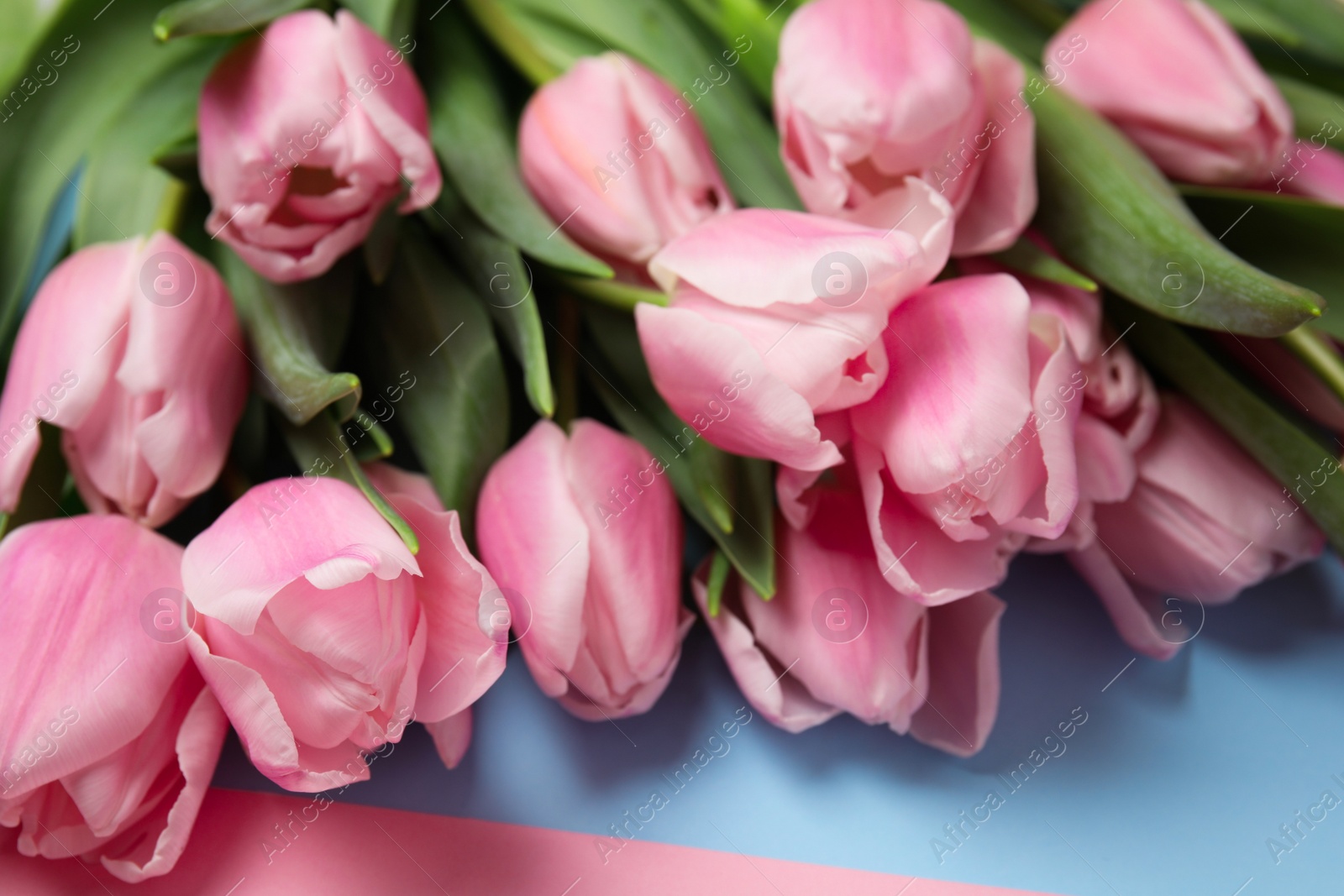 Photo of Beautiful pink spring tulips on color background, closeup