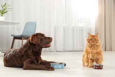 Cat and dog with feeding bowls together indoors. Fluffy friends