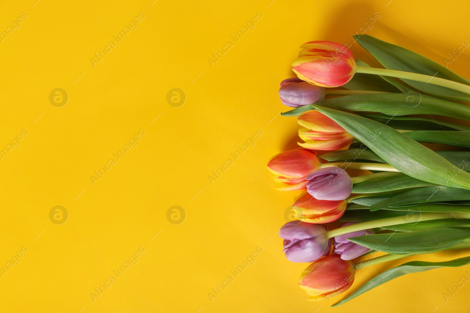 Photo of Many beautiful tulips on yellow background, flat lay. Space for text