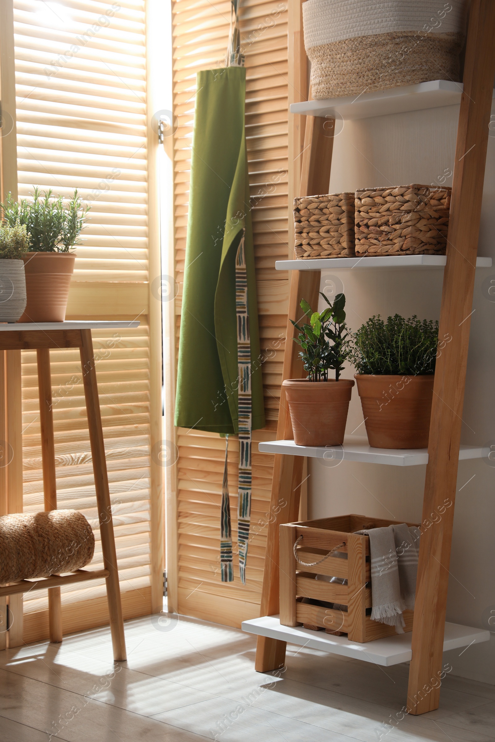 Photo of Different potted herbs in room. Interior design