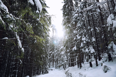 Picturesque view of snowy coniferous forest on winter day