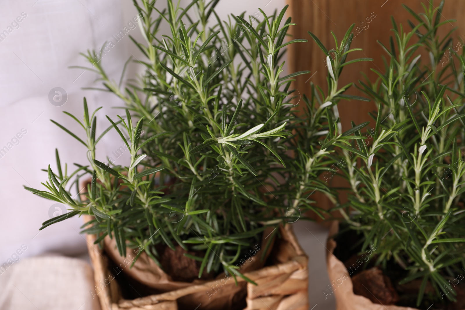 Photo of Aromatic green rosemary in pots on light background, closeup view