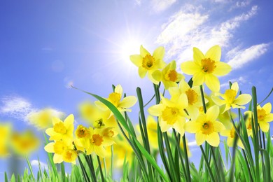 Beautiful yellow daffodils outdoors on sunny day 