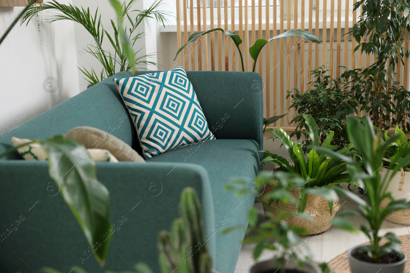 Photo of Relaxing atmosphere. Many different potted houseplants near sofa in room