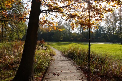 Photo of Picturesque view of park with beautiful trees and pathway. Autumn season