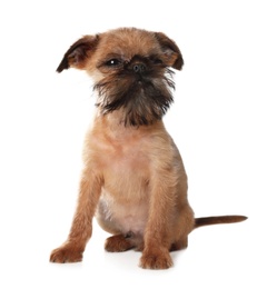 Photo of Studio portrait of funny Brussels Griffon dog looking into camera on white background