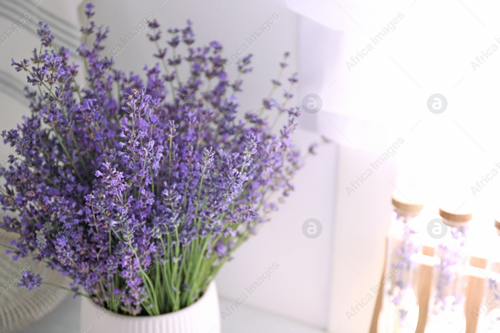 Photo of Beautiful lavender flowers in pot indoors, closeup. Space for text