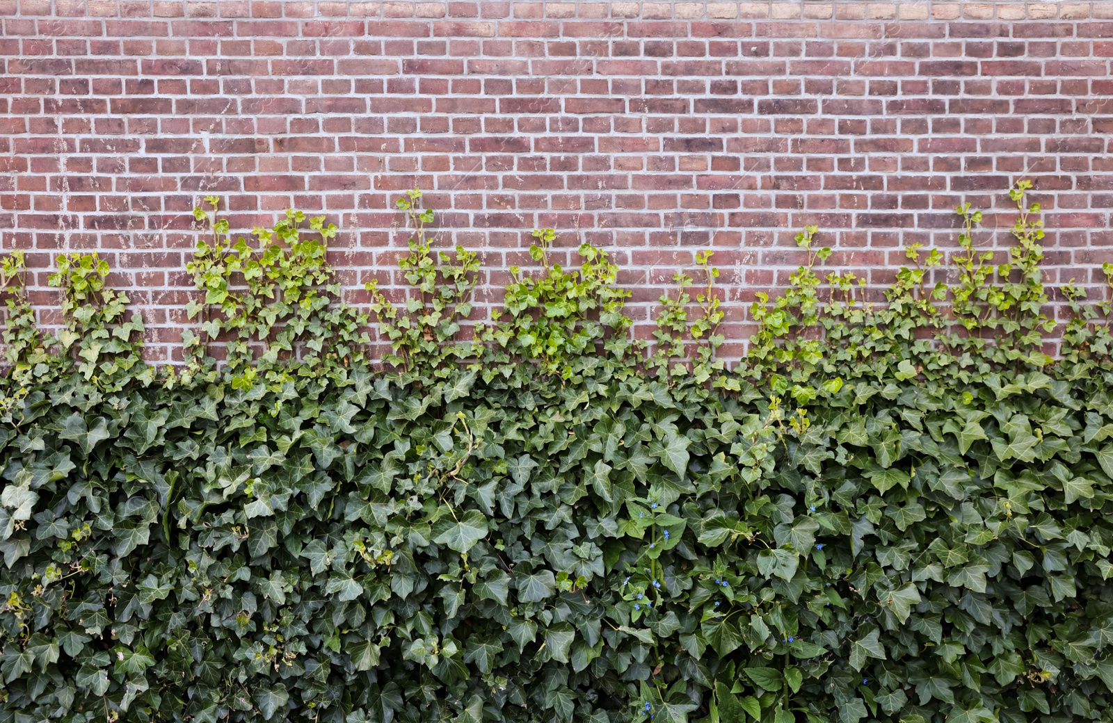 Photo of Brick wall covered with beautiful green ivy