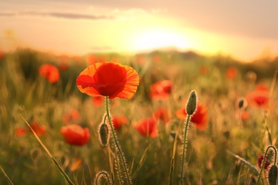 Beautiful blooming red poppy flower in field at sunset
