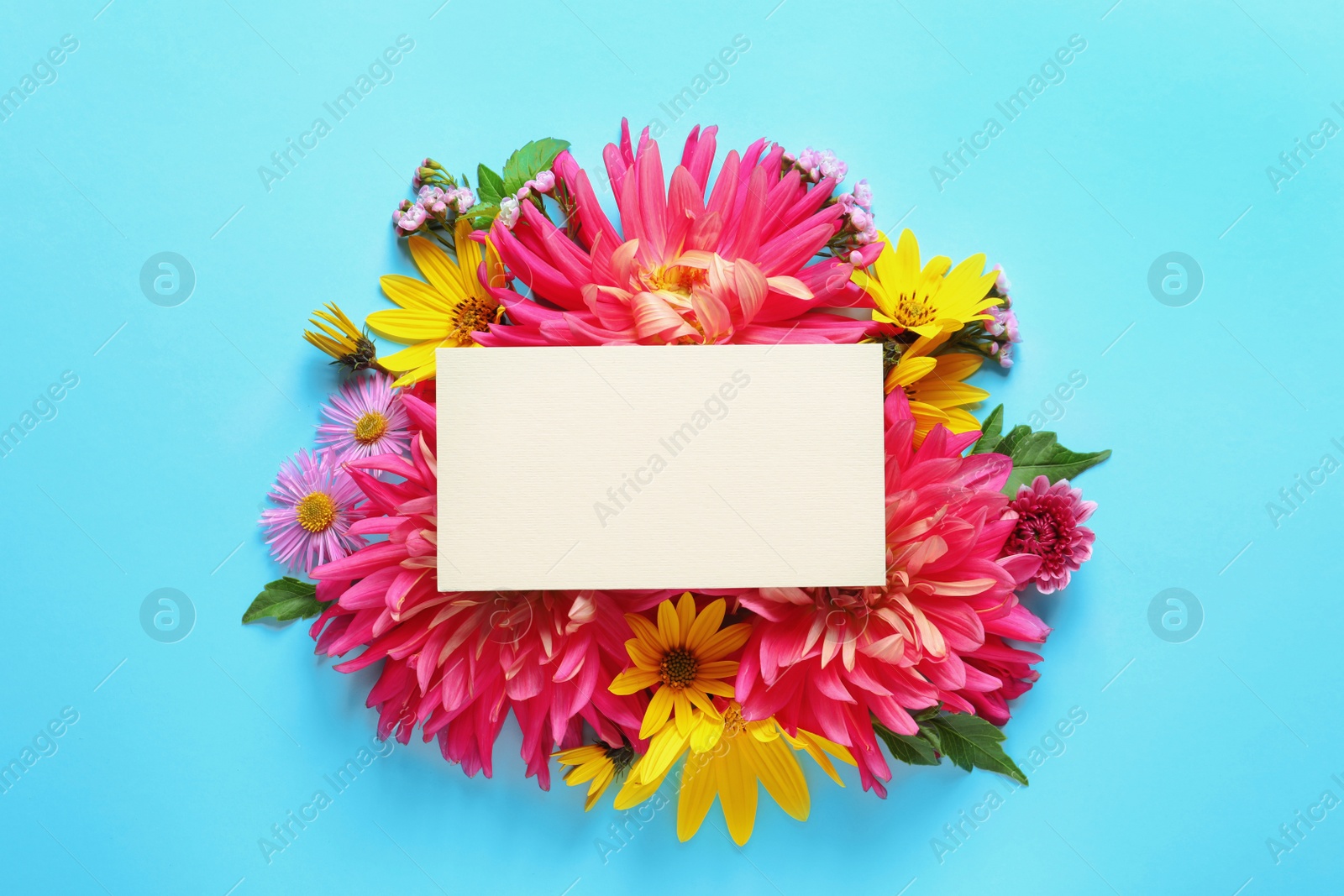 Photo of Flat lay composition with beautiful dahlia flowers and blank card on color background