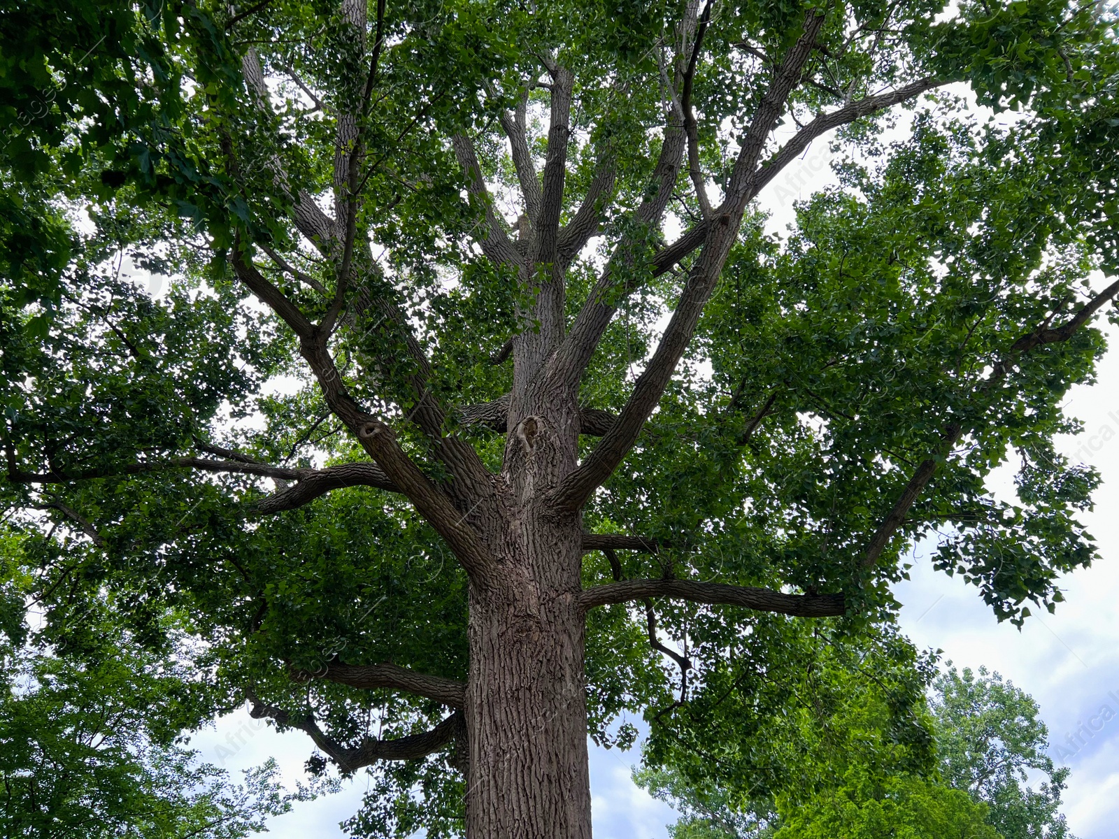 Photo of Beautiful tree with green leaves outdoors, low angle view