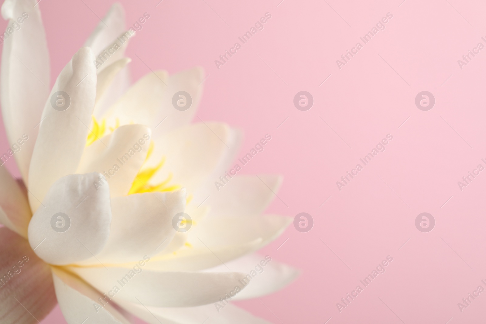 Photo of Beautiful white lotus flower on light pink background, closeup. Space for text